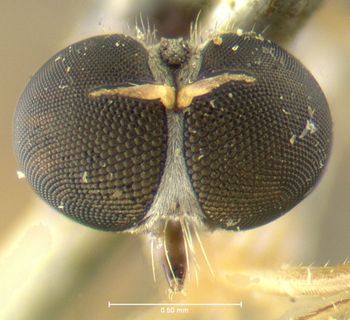 Media type: image;   Entomology 12740 Aspect: head frontal view